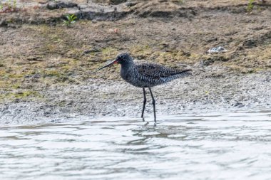 Benekli Redshank Wader Kuşu (Tringa erythropus)