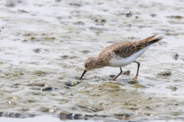 Su Kuşu Sandpiper, Yaygın Çulluk (Actitis hypoleucos)