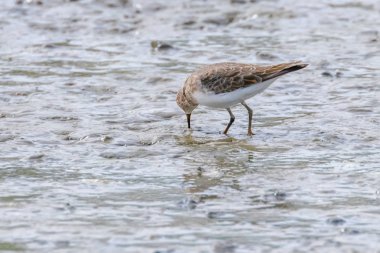 Su Kuşu Sandpiper, Yaygın Çulluk (Actitis hypoleucos)