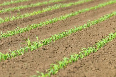 Genç yeşil sahada büyüyen mısır. Genç Mısır bitkileri.