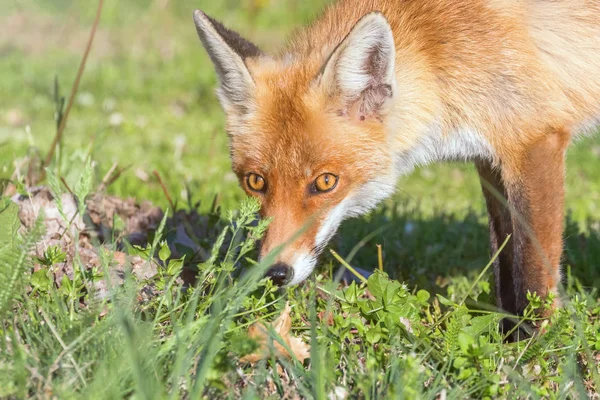 Red Fox Close up Retrato (Vulpes vulpes ) — Fotografia de Stock