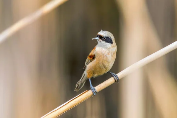 Eurasian Penduline Tit Sitting on Reed  (Remiz pendulinus) — 스톡 사진