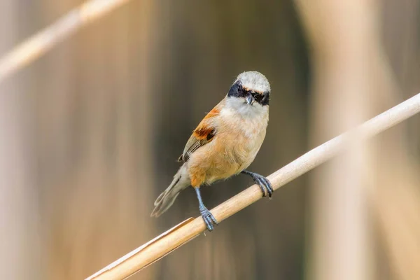 Koza Penduline, sedící na Reedovi (Remiz pendulinus)) — Stock fotografie