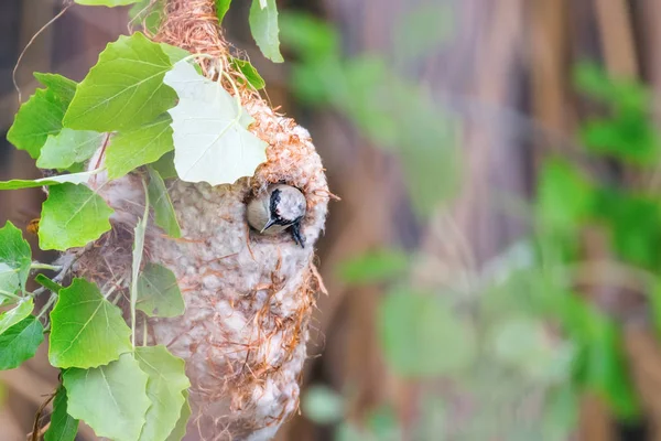 Eurasian Penduline Tit in Nest (Remiz pendulinus) — Stock Photo, Image