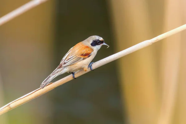 Koza Penduline, sedící na Reedovi (Remiz pendulinus)) — Stock fotografie