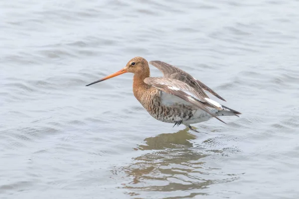 Black Tail Godwit (Limosa limosa) Wader Bird Foraging in shall — Fotografia de Stock