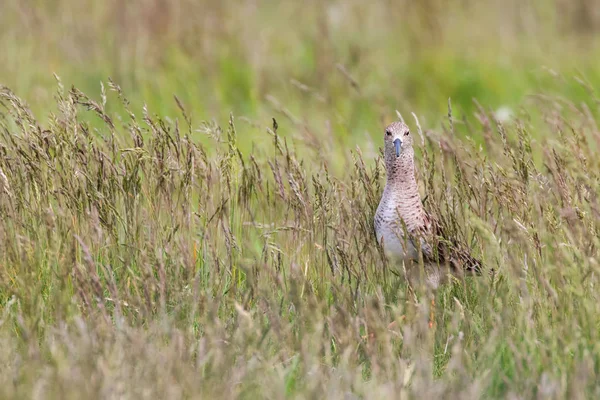 Oiseau huppé dans les prairies (Philomachus pugnax) Oiseau huppé — Photo