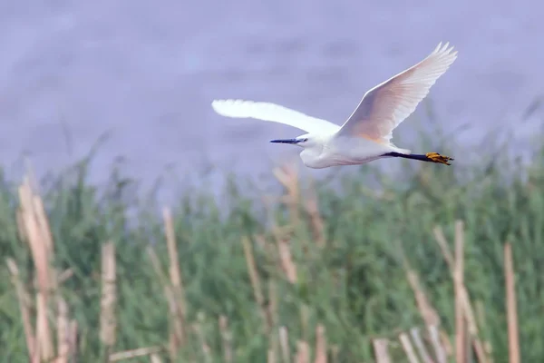 Garceta en vuelo (Egretta garzetta) Garza blanca pequeña — Foto de Stock