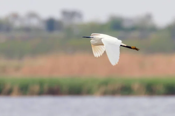 Malá Egret v letu (Egretta garzetta) Malá bílá volavka — Stock fotografie