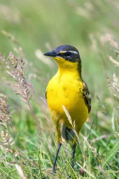 Yellow Bird in the Grass, Western Yellow Wagtail (Motacilla flav