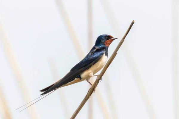 Αχυρώστε σε μια Reed (Hirundo rustica) — Φωτογραφία Αρχείου