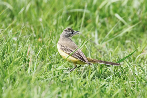 Pájaro amarillo en la hierba, cola amarilla occidental (Motacilla flav — Foto de Stock