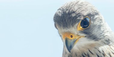 Ortak Kerkenez Portre Close Up (Falco tinnunculus) Avrupa ke