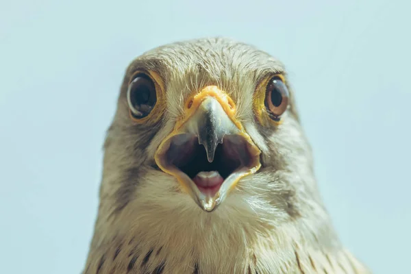 Gemensam tornfalk porträtt näbb vidöppen (Falco tinnunculus) Europ — Stockfoto