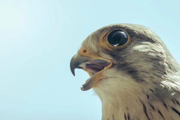 Společný Kestrel portrét Open zobák (Falco tinnunculus) Europ — Stock fotografie