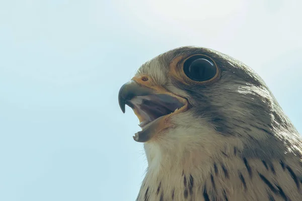 Közönséges Kestrel Portrécsőrére nyitott (Falco tinnunculus) Europ — Stock Fotó