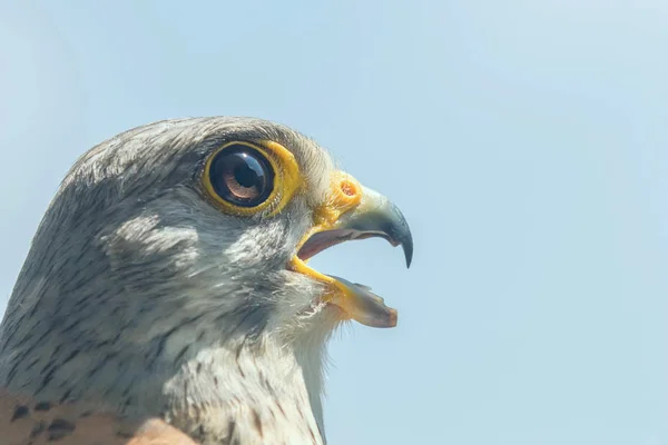 Звичайний Боривітер портрет дзьоб широкий відкритий (Falco tinnunculus) європ — стокове фото