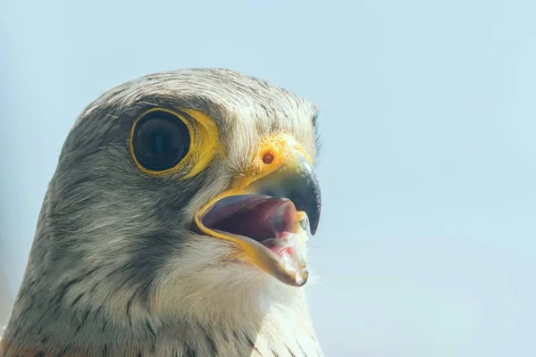 Společný Kestrel portrét Open zobák (Falco tinnunculus) Europ — Stock fotografie