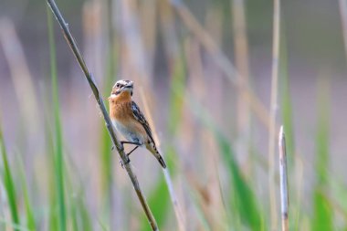 Whinchat Kadın Reed (Saxicola rubicola)