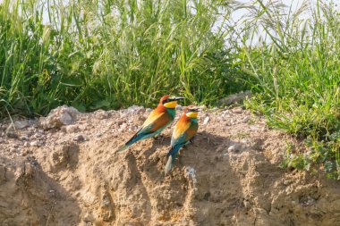 Avrupa Arı Yiyen (Merops Apiaster))