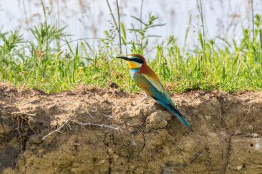 Avrupa Arı Yiyen (Merops Apiaster))