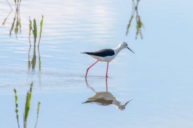 Kara Kanatlı Stilt Sığ Suda (Himantopus himantopus) 