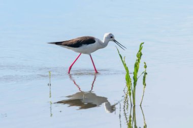 Kara Kanatlı Stilt Sığ Suda (Himantopus himantopus) 