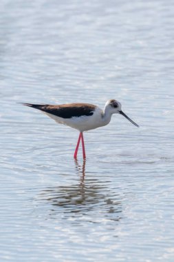 Kara Kanatlı Stilt Sığ Suda (Himantopus himantopus) 