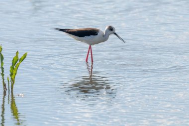 Kara Kanatlı Stilt Sığ Suda (Himantopus himantopus) 