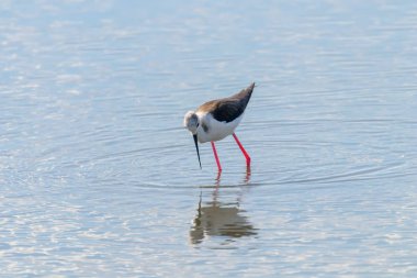 Kara Kanatlı Stilt Sığ Suda (Himantopus himantopus) 