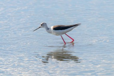 Kara Kanatlı Stilt Sığ Suda (Himantopus himantopus) 