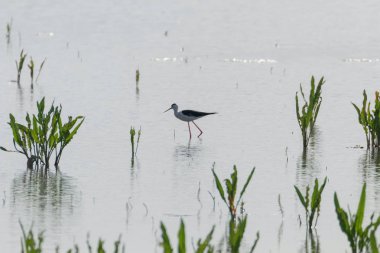 Kara Kanatlı Stilt Sığ Suda (Himantopus himantopus) 
