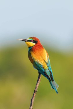 Avrupa Arı Yiyen (Merops Apiaster))