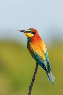 Avrupa Arı Yiyen (Merops Apiaster))