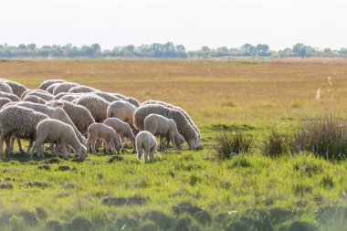 Koyun sürüsü, tarlada koyun sürüsü