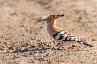 Ortak Hoopoe (Upupa epops) Avrasya Hoopoe 