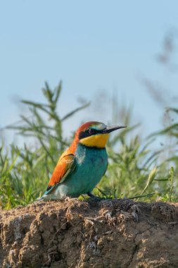 Avrupa Arı Yiyen (Merops Apiaster))