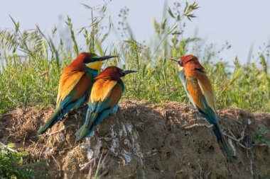 Avrupa Arı Yiyen (Merops Apiaster))