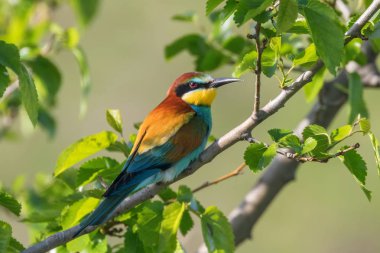 Avrupa Arı Yiyen (Merops Apiaster))