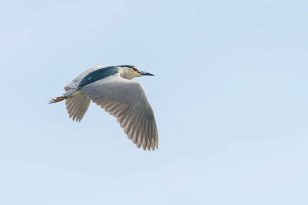 Schwarzgekrönter Nachtreiher am blauen Himmel (nycticorax nycticor) — Stockfoto