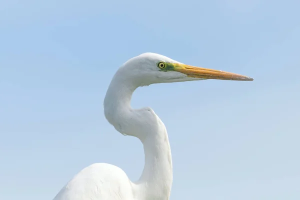 Grande Egret (Ardea alba) Grande Egret bianco, Egret comune — Foto Stock