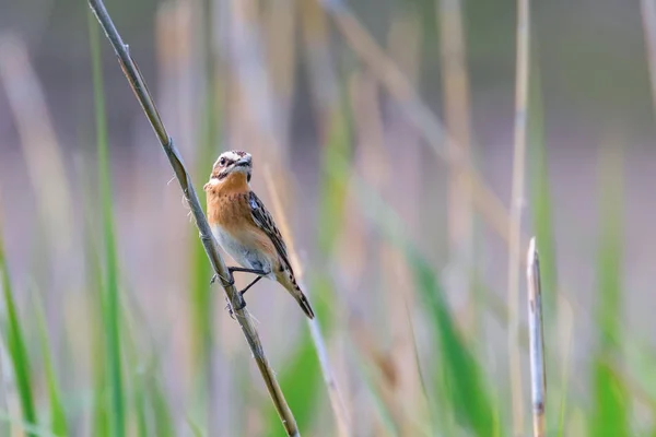 Whinchat Female on Reed (Saxicola rubicola)) — 스톡 사진