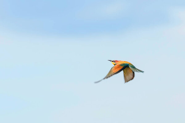 European Bee-Eater In Flight (Merops Apiaster)