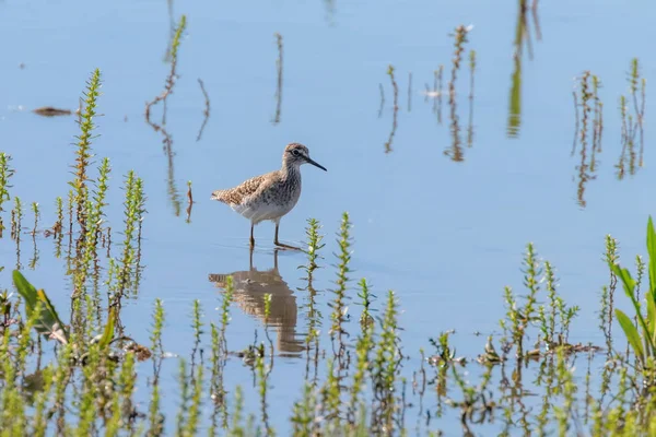 Sandpiper, Sandpiper de madeira em águas rasas (Tringa glareola) Wad — Fotografia de Stock