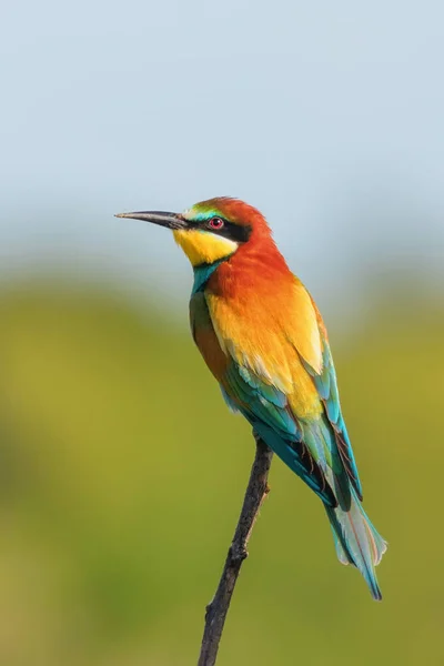 Европейский пчелоед (Merops Apiaster)) — стоковое фото