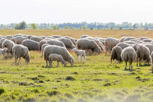 Flock of sheep, sheep on field