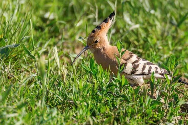 Wiedehopf (upupa epops) eurasischer Wiedehopf — Stockfoto