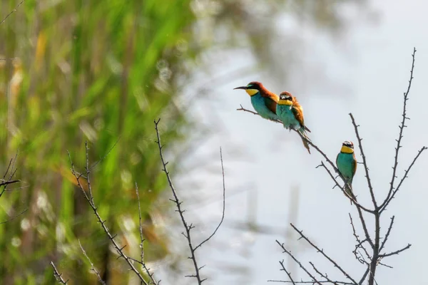 Европейский пчелоед (Merops Apiaster)) — стоковое фото