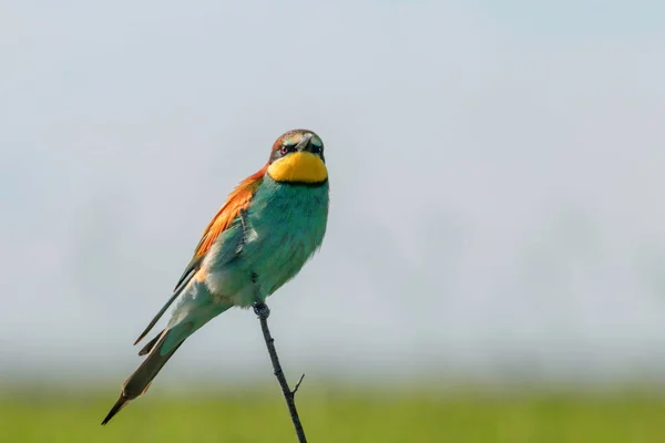 Comedor europeu de abelhas (Merops Apiaster) — Fotografia de Stock