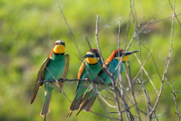 Apicoltore europeo (Merops Apiaster) — Foto Stock